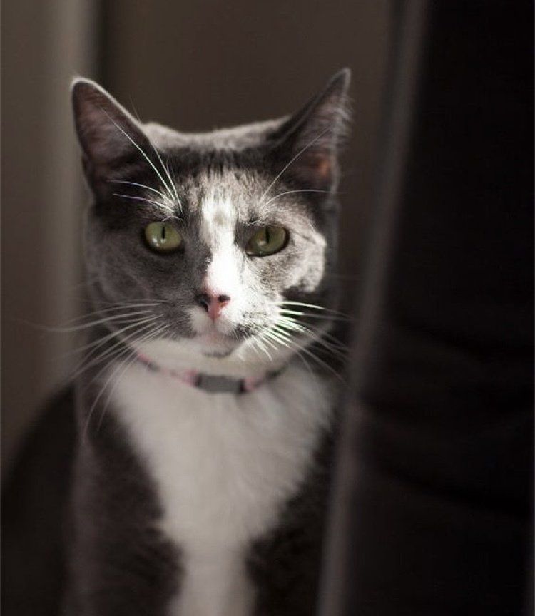 Picture of our fur baby cat