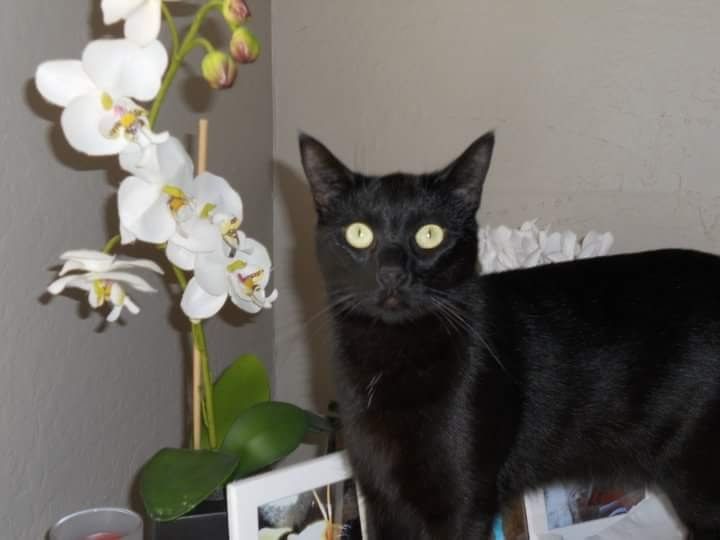 Photo of black cat. 