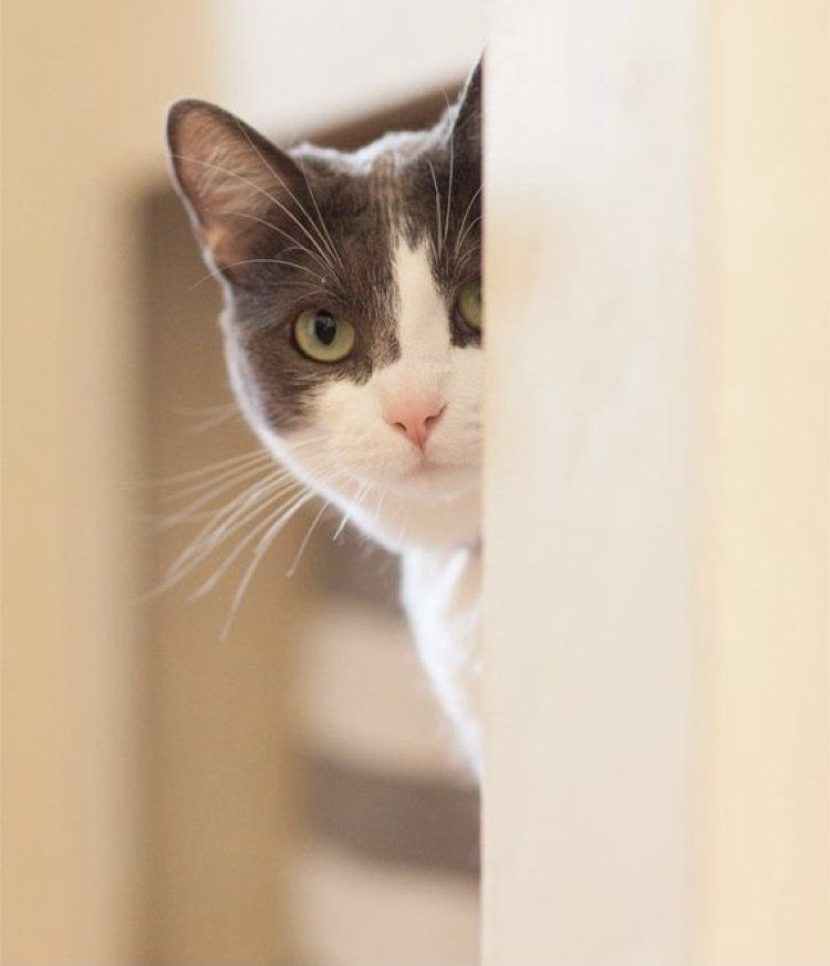 Photo of a gray and white cat. 