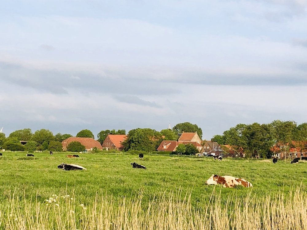 WIese mit Kühen, Ferien in Ostfriesland