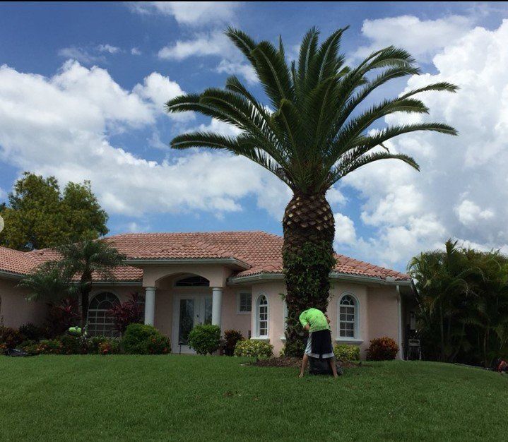 Person trimming large palm tree in front of a pink house with green lawn under a cloudy sky.