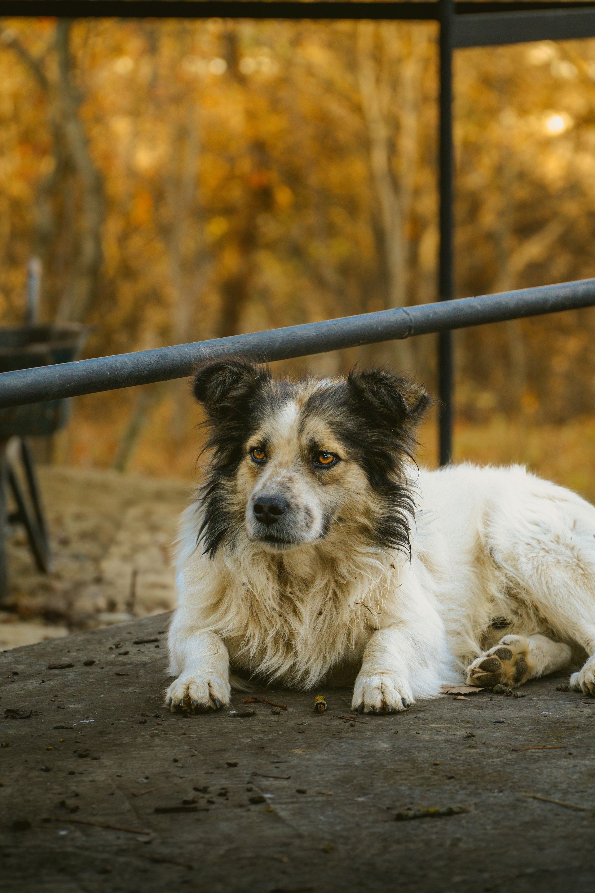 A black and white dog is laying on the ground next to a railing.