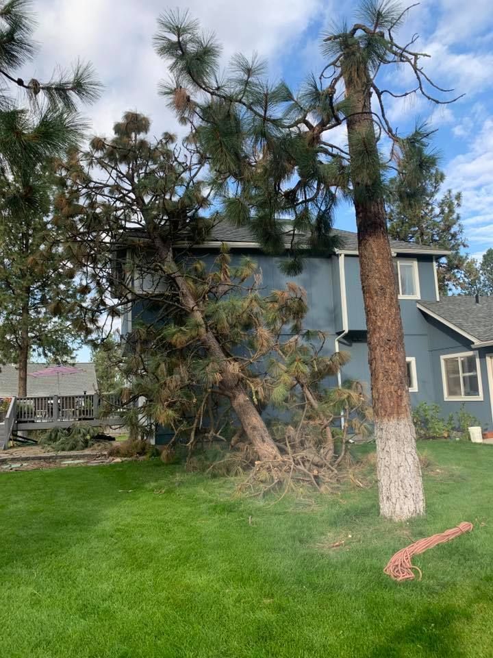 A large pine tree leans against a blue house, damaged after a storm; green lawn, partly cloudy sky.