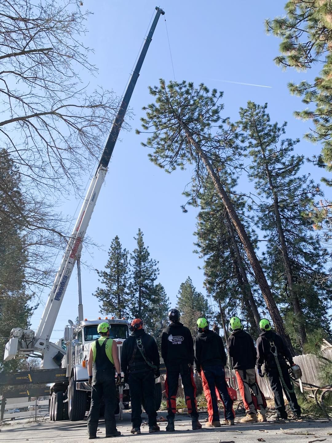 A team of tree removal workers watch a crane preparing to cut a tall tree.