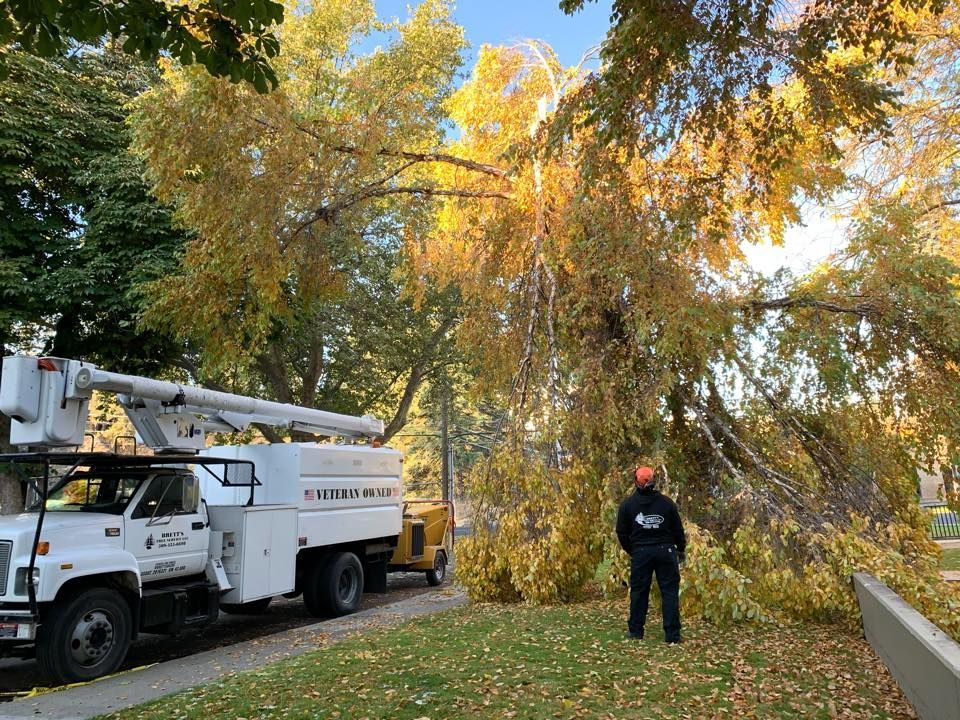 Tree service truck and worker beside a large tree with fallen branches. Golden leaves, sunny day.