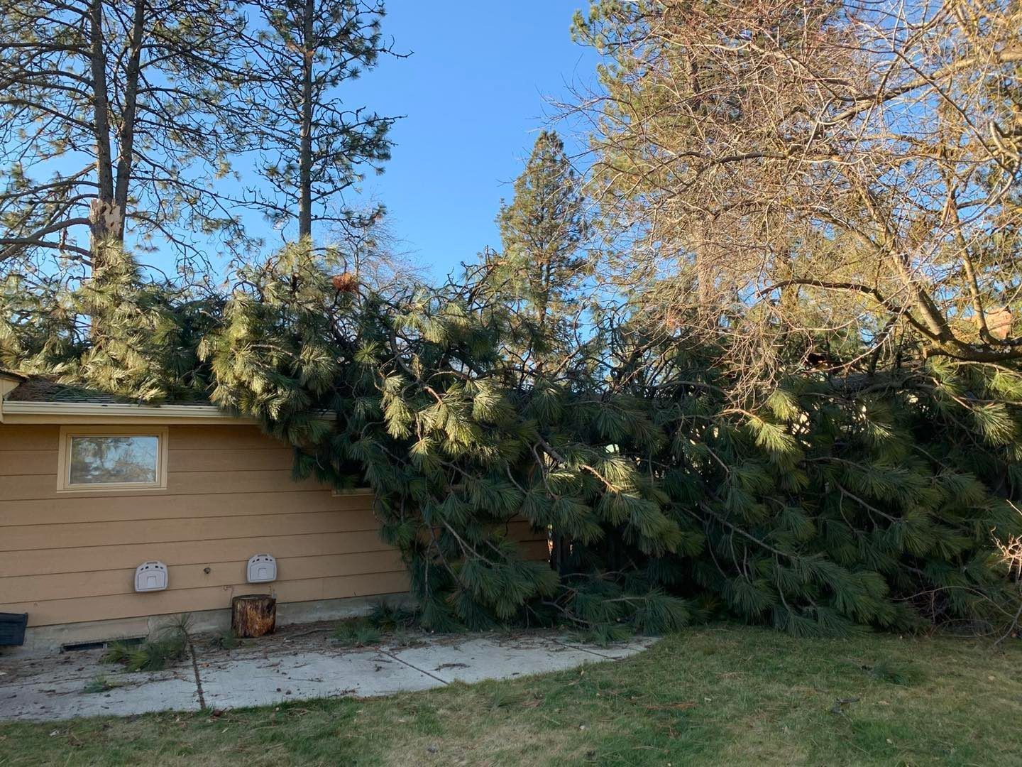 Tree branches fallen onto a house roof, obstructing a window. Sunny day.