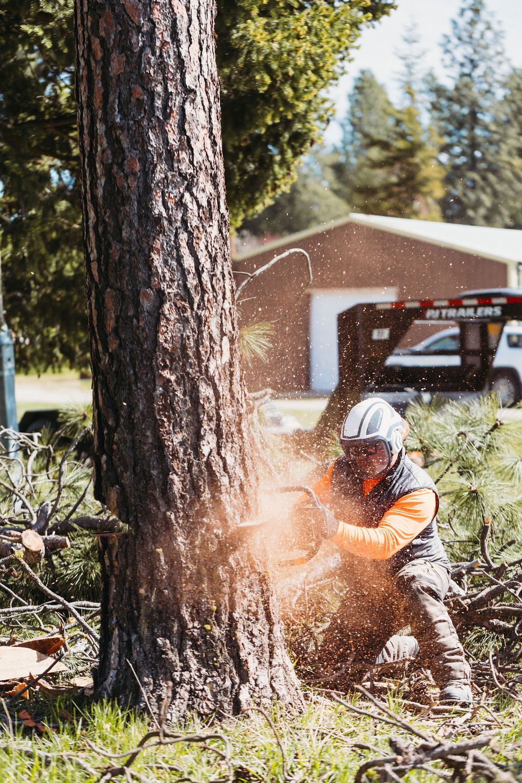 Man wearing protective gear uses a chainsaw to cut down a tree. Sawdust flies in the air.