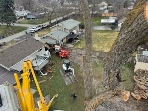 High-angle view of a worker using a yellow aerial lift to remove a large tree in a residential backyard.