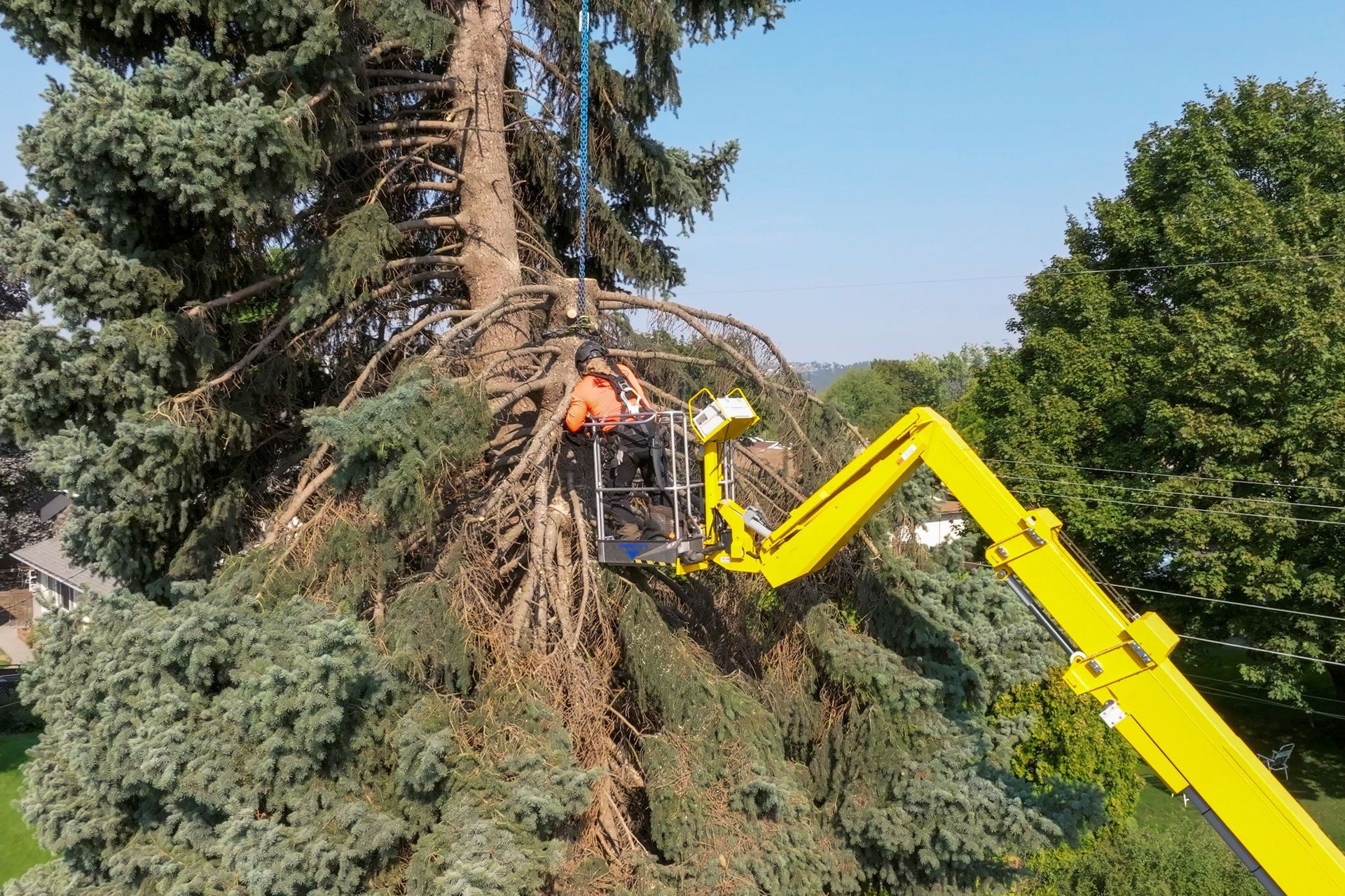 A worker in an orange vest stands in a yellow aerial lift basket, trimming branches near the top of a large pine tree.