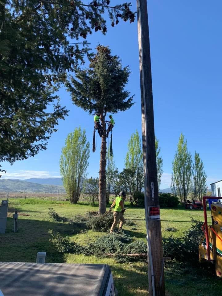 Workers trimming a tall tree near power lines; blue sky, green grass, and small branches on the ground.
