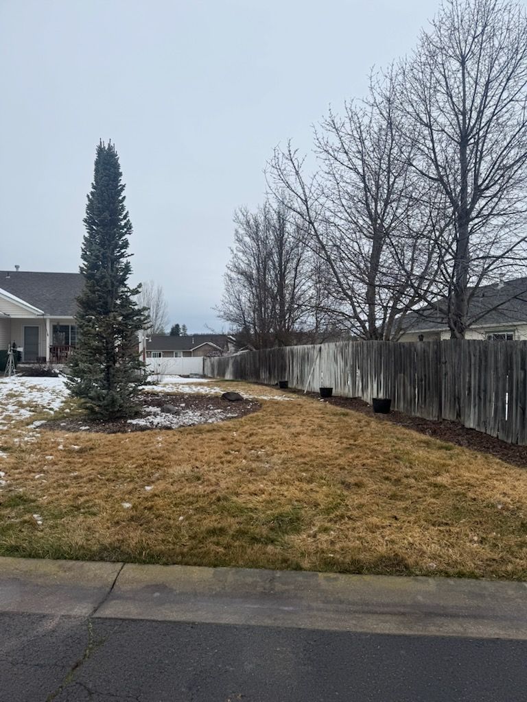 A yard with a tall, slender evergreen, a weathered wooden fence, and patches of brown grass under a cloudy sky.