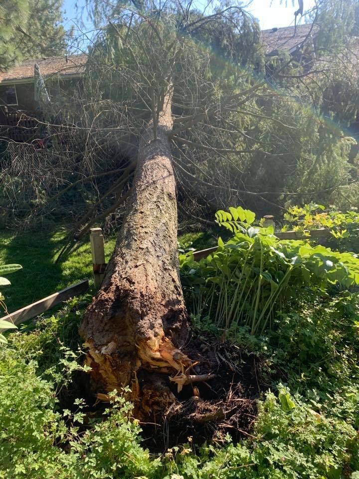Fallen evergreen tree with exposed roots on a grassy slope next to a fence.