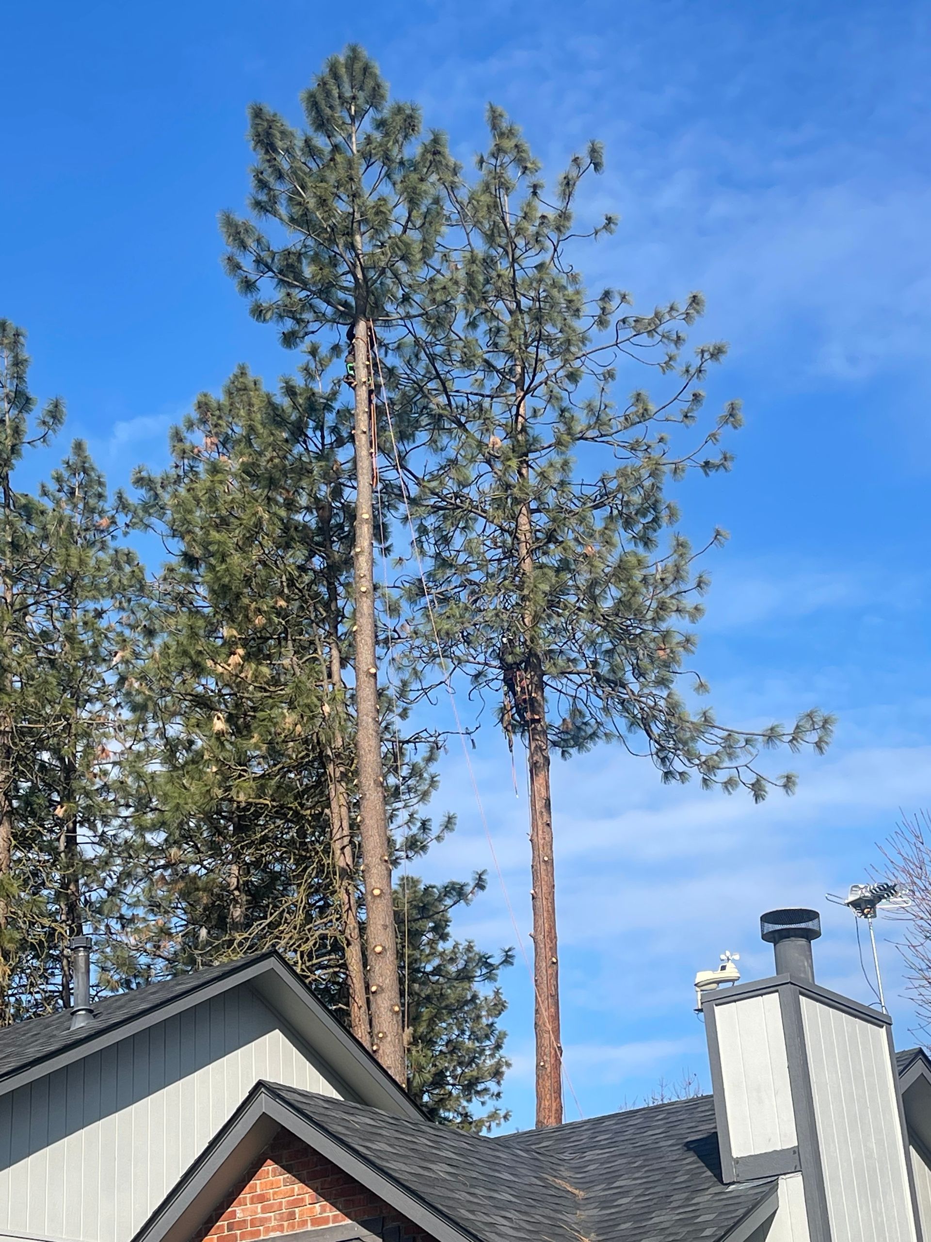 Tall evergreen trees behind a house with a black roof and a white chimney under a blue sky.