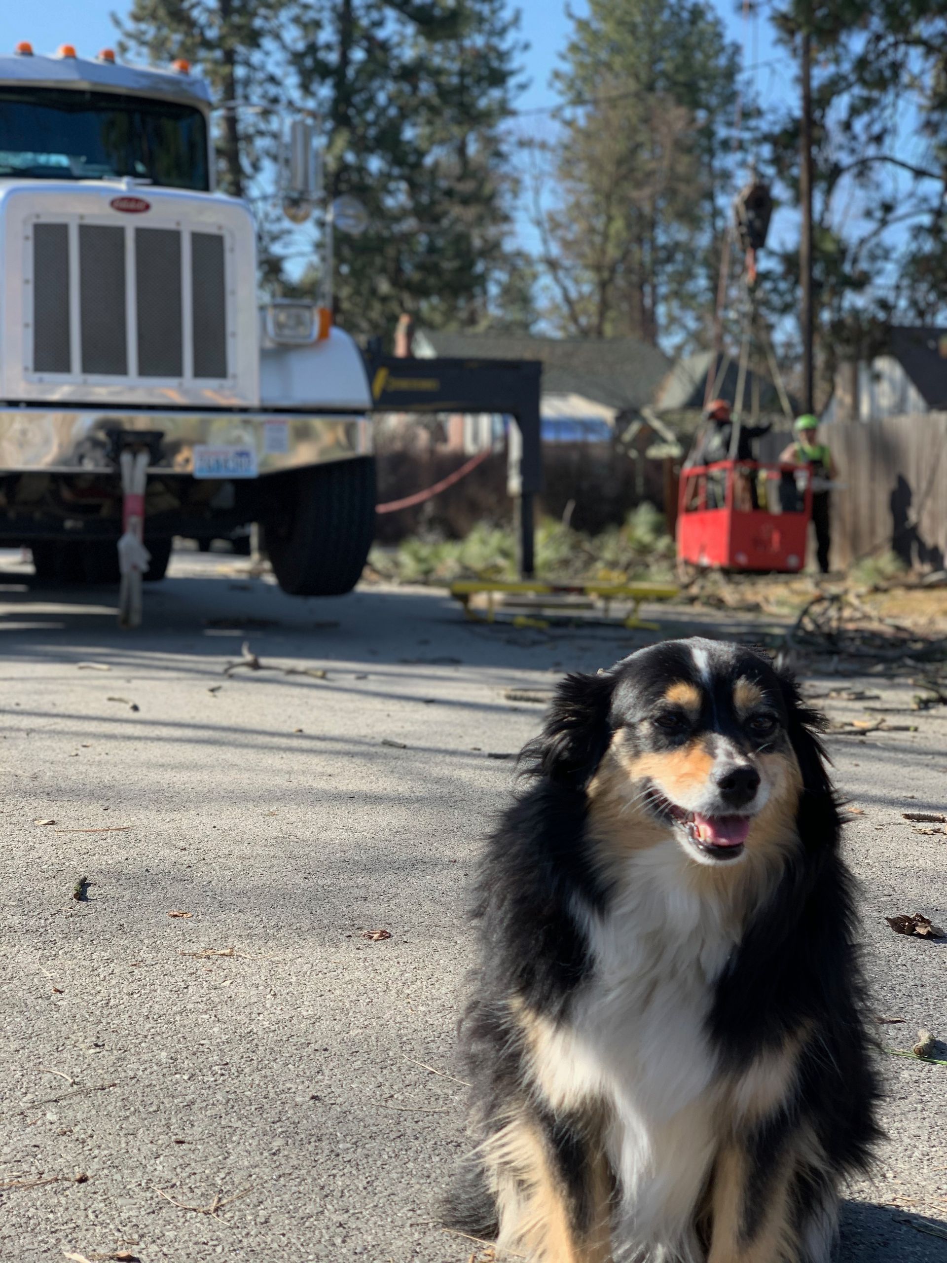 Dog in foreground, tree removal in background. Truck parked, workers in lift, sunny day.