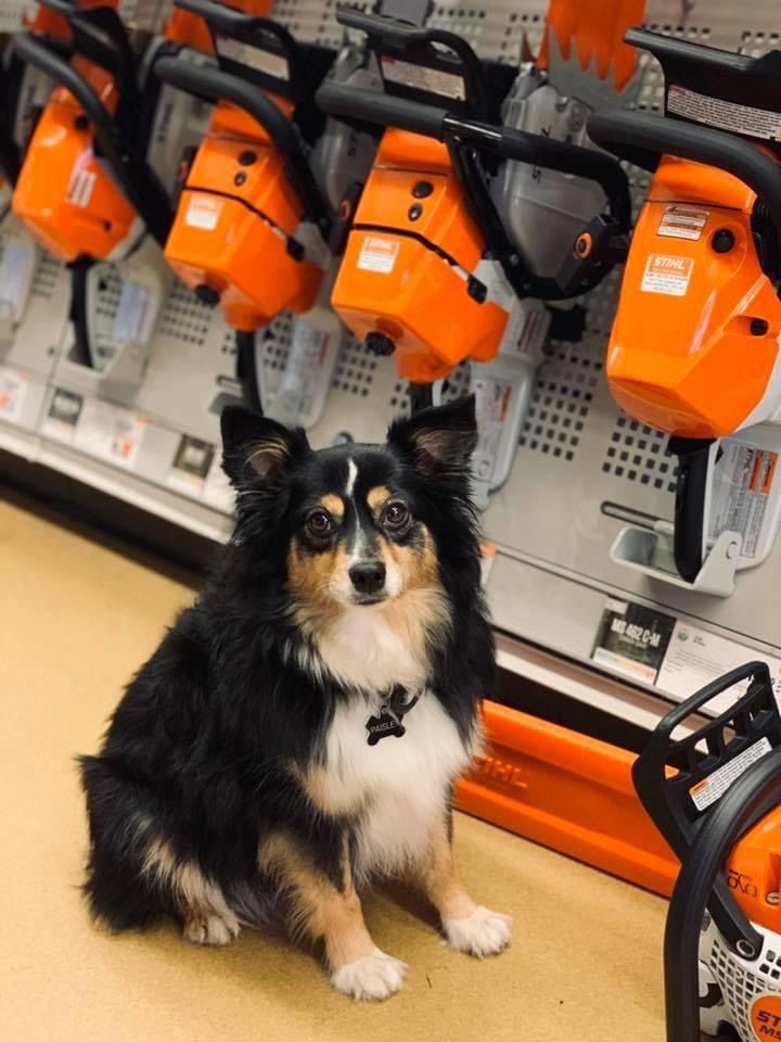 Dog sitting in front of a display of orange chainsaws.