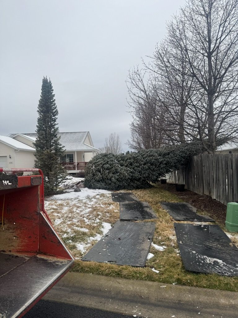 A fallen, snow-covered evergreen tree lies across a residential lawn next to a wooden fence, with temporary ground mats.
