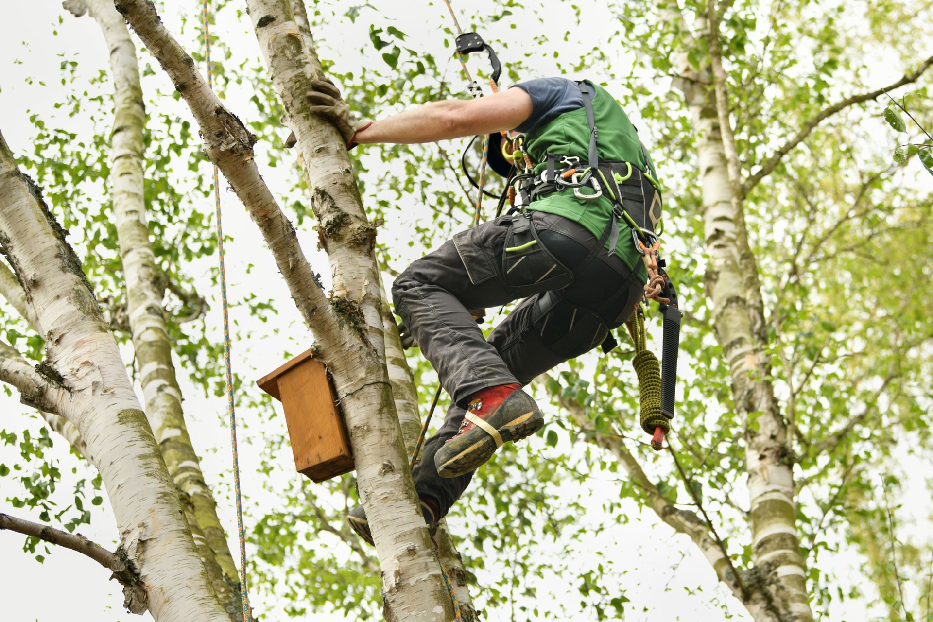Arborist in safety gear, climbing a tree near a birdhouse.