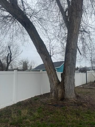 A large, split-trunk tree grows against a white vinyl fence in a grassy yard under a cloudy sky.