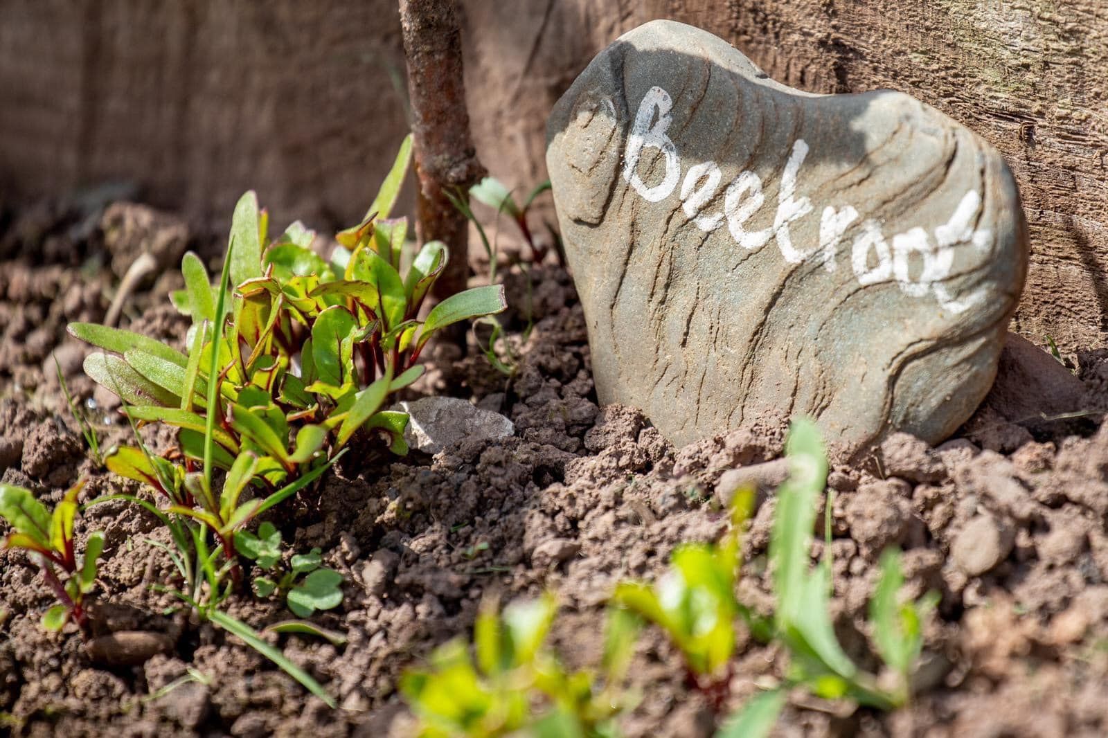 Stone pained with the word Beetroot