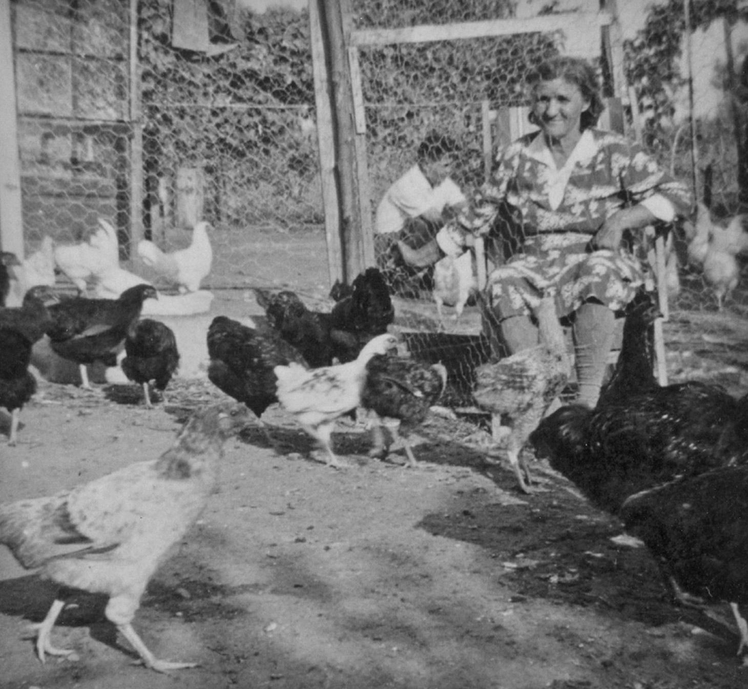 prodotti avicoli di alta qualità