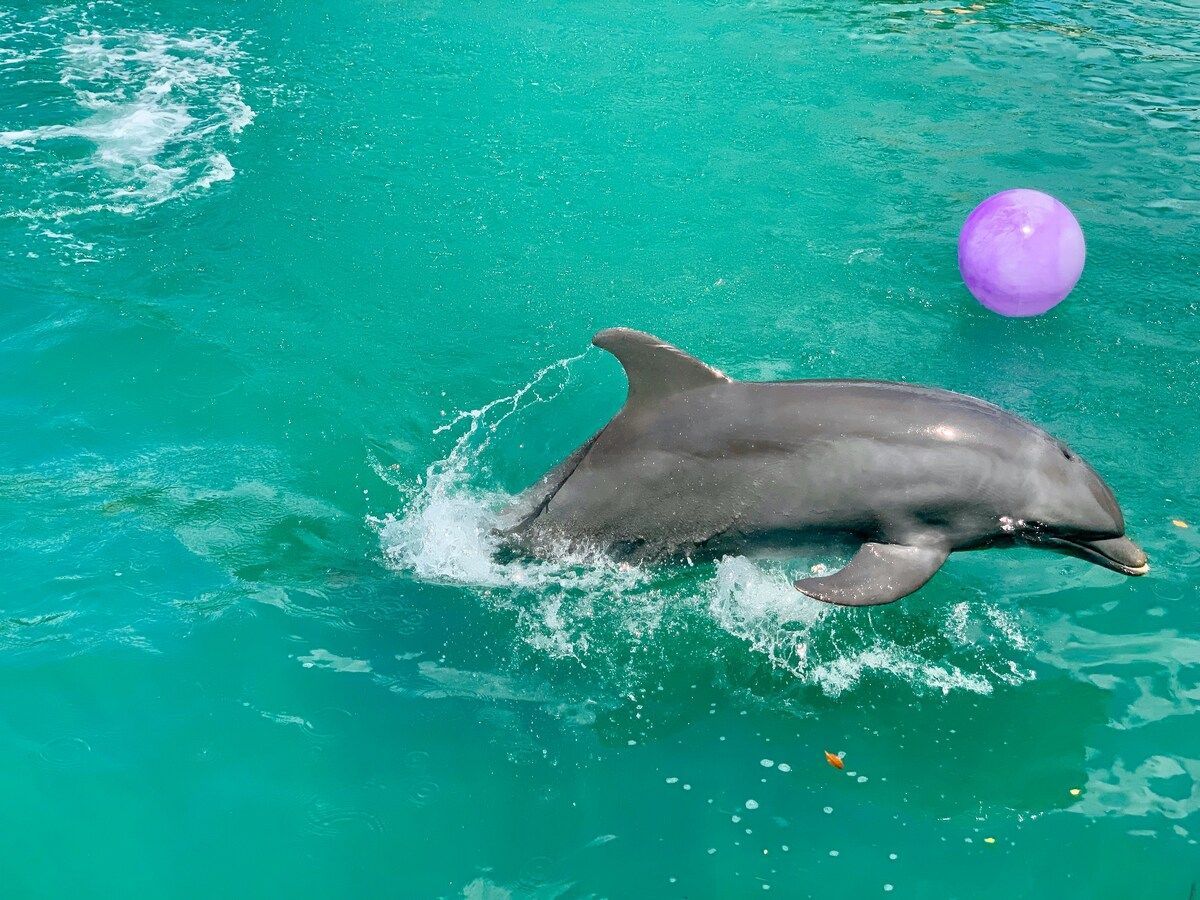 A dolphin swimming in the Miami Seaquarium