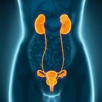 Ilustración anatómica del sistema urinario femenino en naranja: riñones, uréteres, vejiga, uretra.