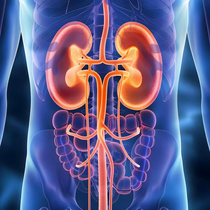 Ilustración del cuerpo humano que resalta los riñones, los uréteres y los intestinos en naranja sobre un fondo azul.