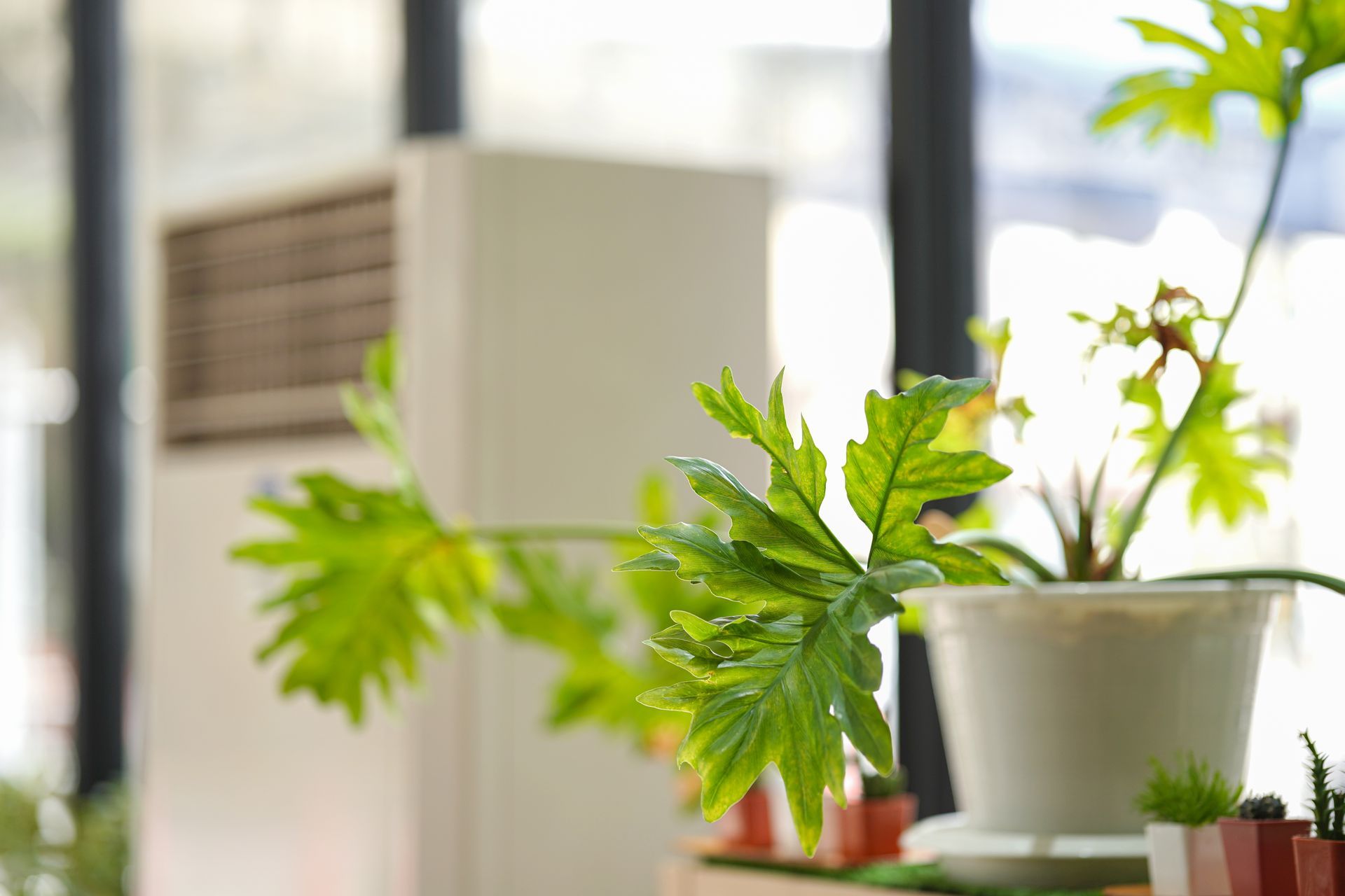 Potted plant with green leaves in front of a white air conditioner, beside a window.