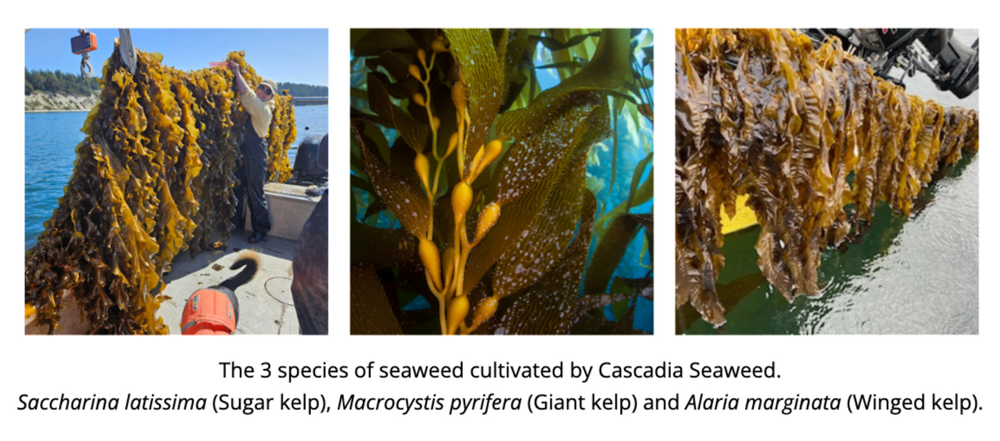 Cascadia Seaweed currently cultivates three species of brown kelps; 
Saccharina latissima (Sugar kelp), 
Macrocystis pyrifera (Giant kelp), and 
Alaria marginata (Winged kelp)