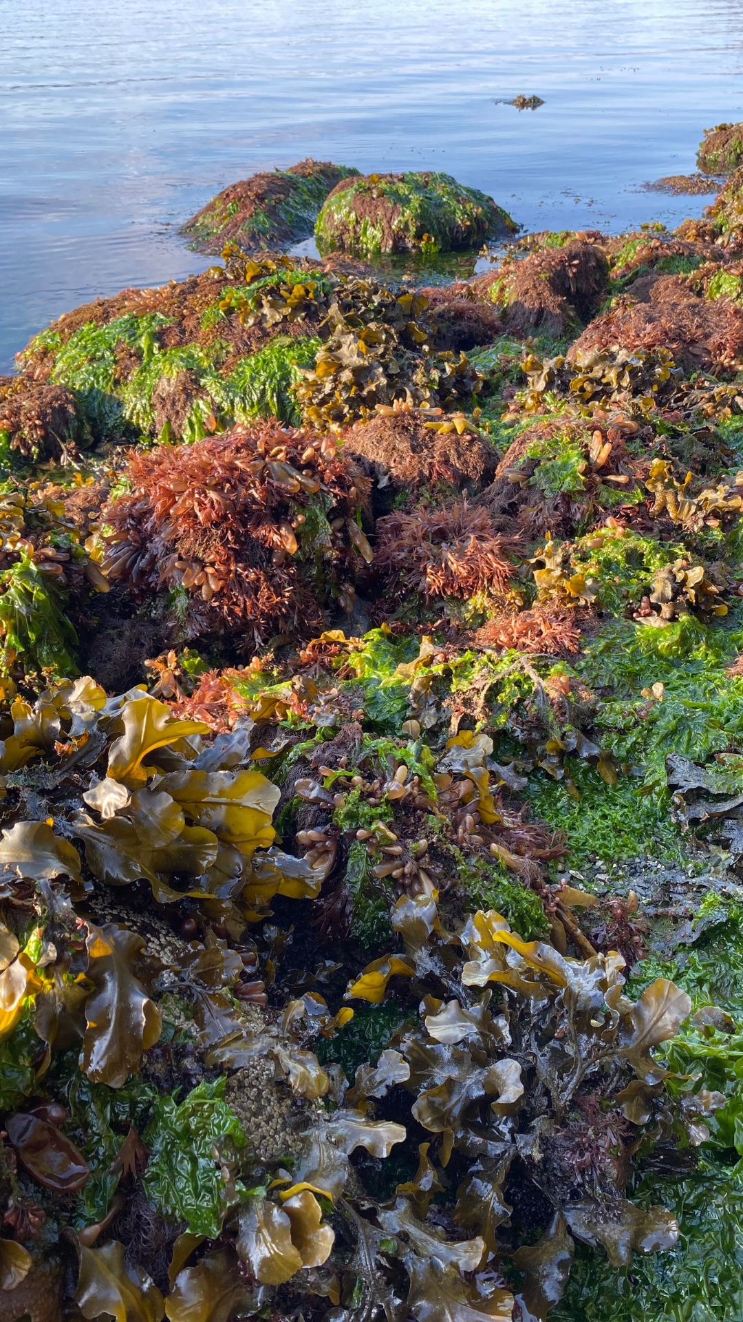 Seaweed Garden