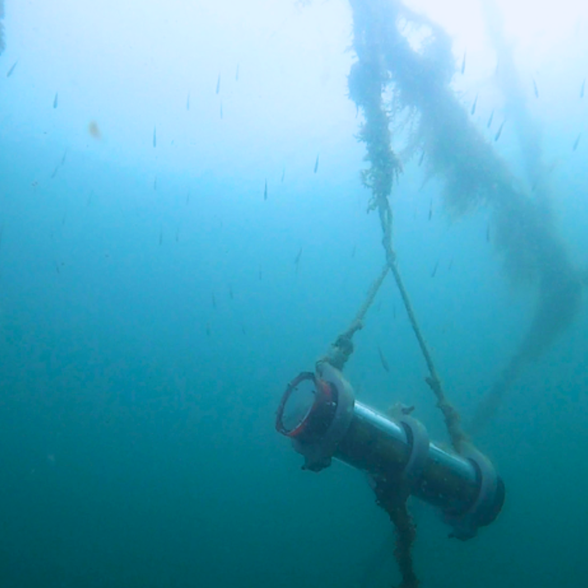 cutting-edge-approaches-to-marine-fish-monitoring