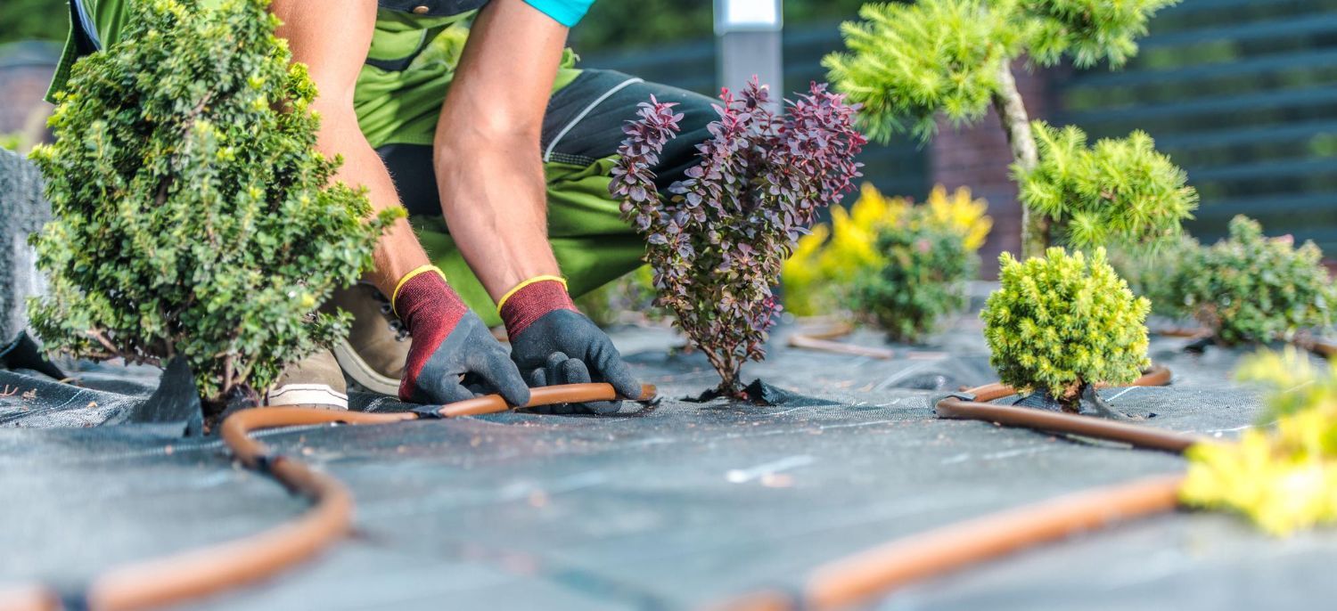 Person planting shrubs, kneeling in a garden. They wear gloves, and a watering system is laid out.