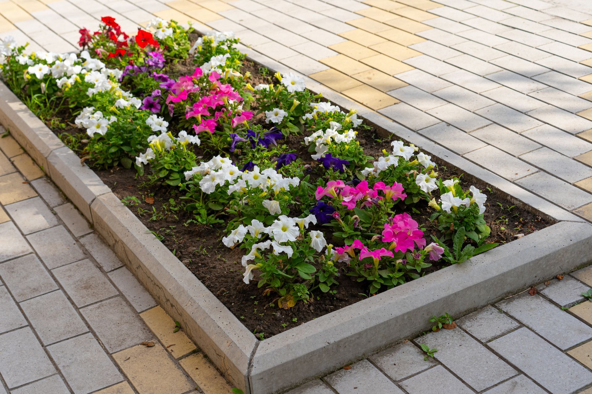 A bed of flowers is sitting on a brick sidewalk.