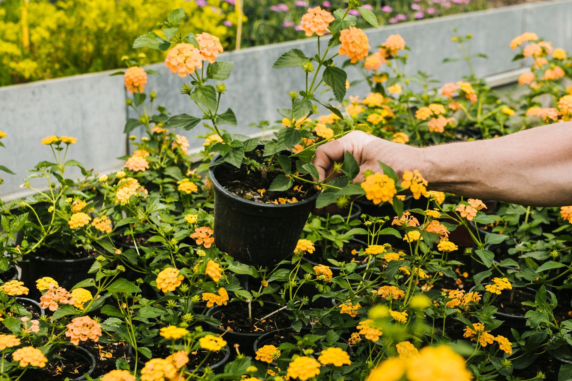 Hand holding a potted lantana flower in a greenhouse setting, surrounded by other blooming plants with yellow and orange flowers.