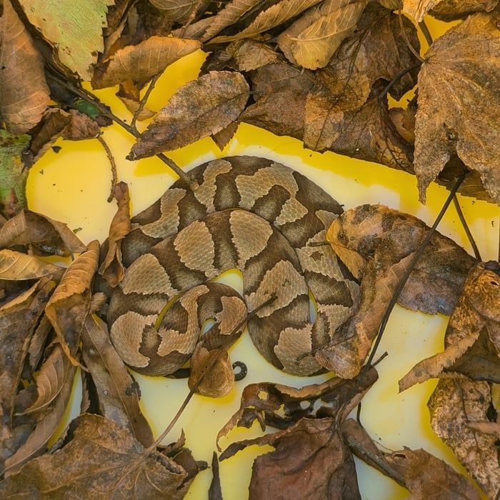 Copperhead snake coiled in fallen leaves on a yellow surface. Brown and tan pattern.