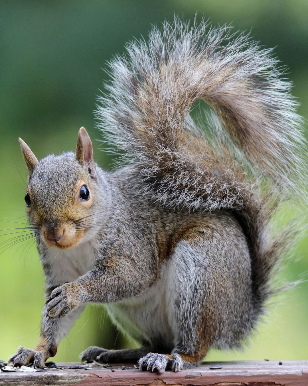 Gray squirrel on a wooden surface, bushy tail curved up, looking at the camera.