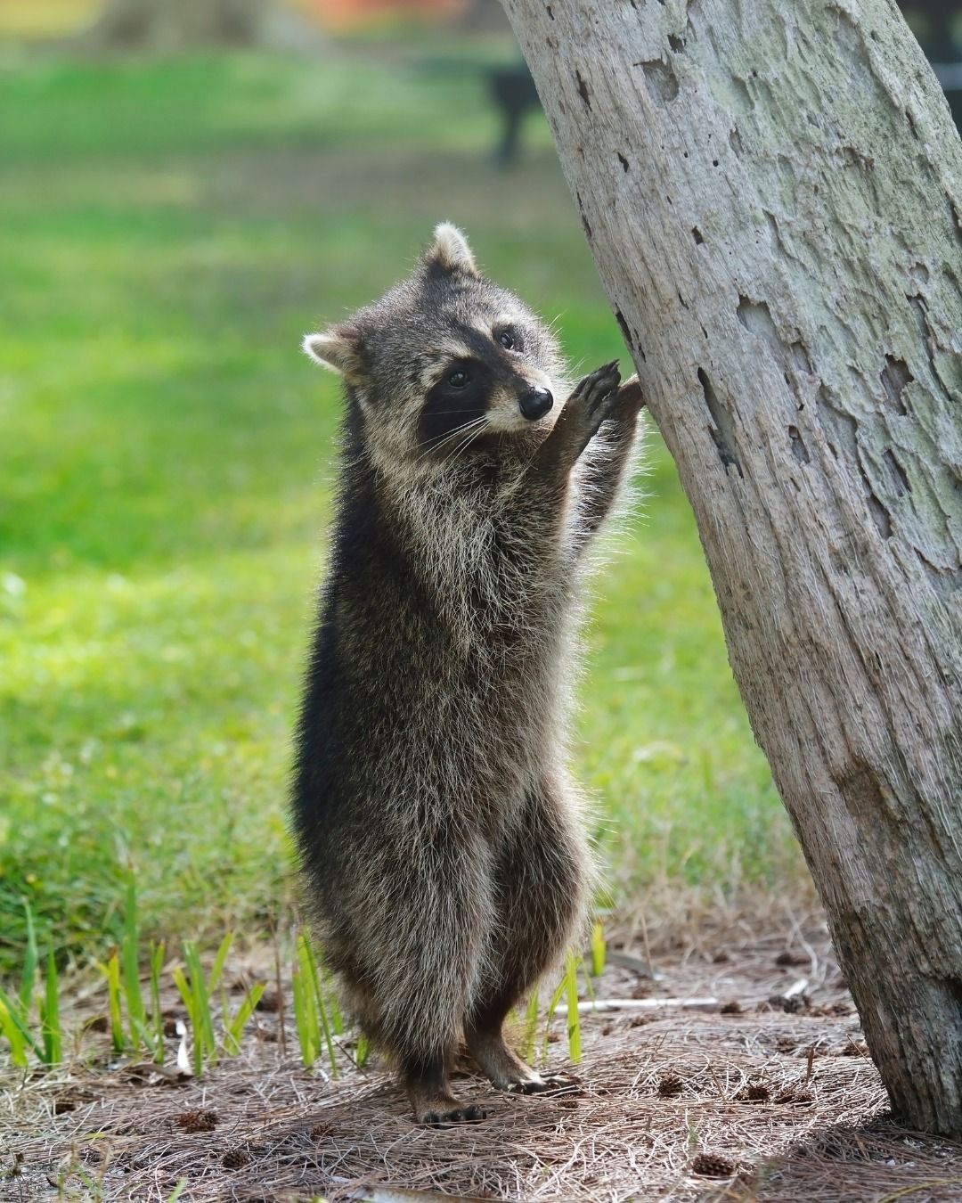 Raccoon standing upright, hugging a tree, on a grassy patch.