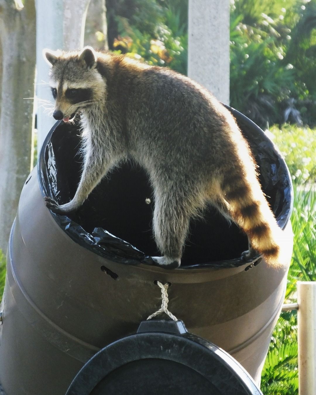 Raccoon standing in a trash can, searching for food.