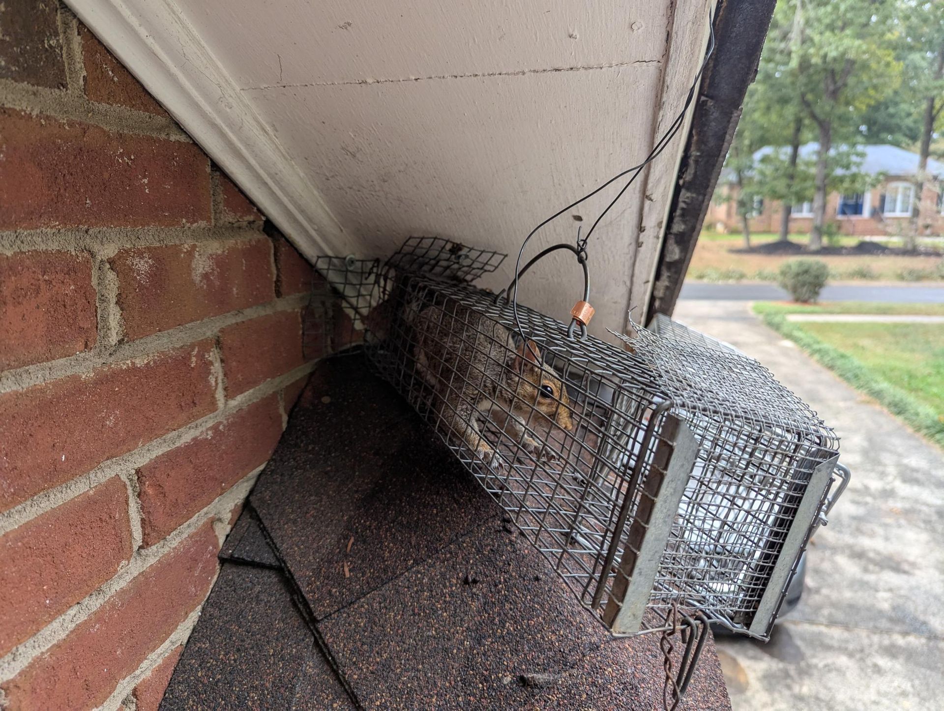 Gutter along a roof with gray shingles. Red brick wall beneath. Green trees in the background.