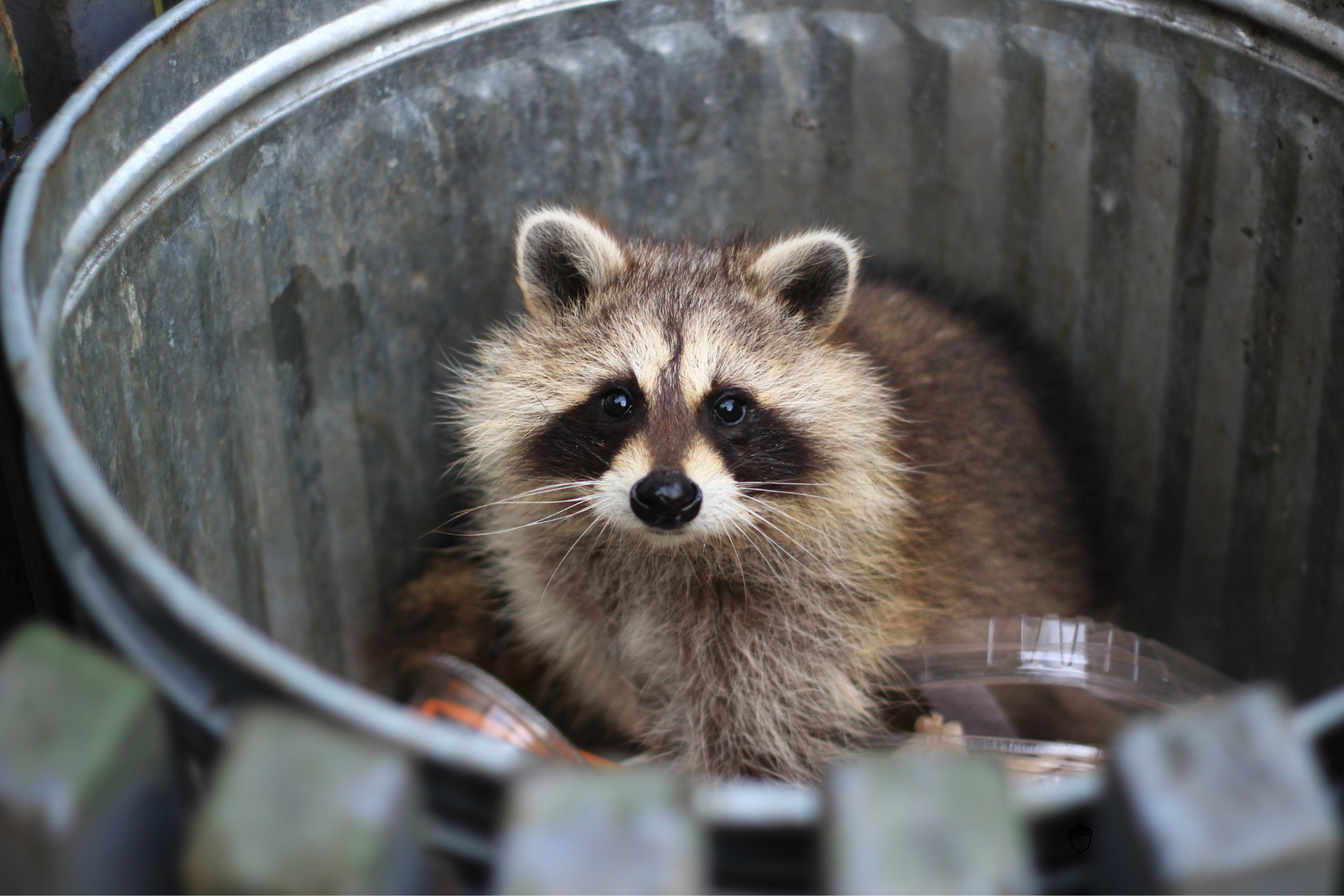 Squirrel trapped in a rusty wire cage, looking out with brown and white fur.