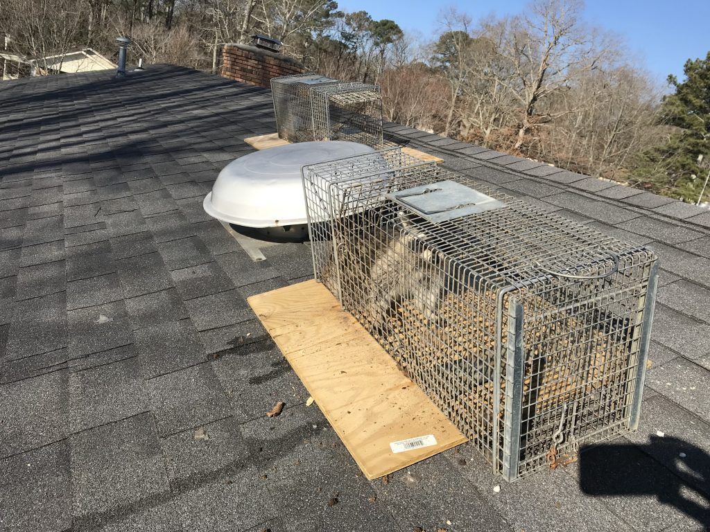 A metal cage trap on a rooftop, with a wooden ramp. A white roof vent is also present.