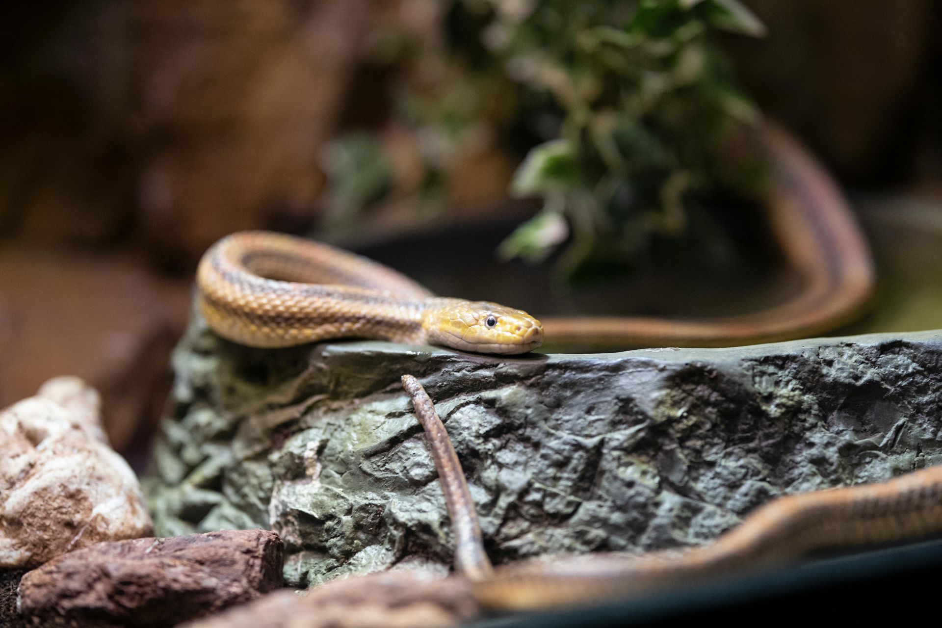Coral snake coiled in green grass, with red, black, and yellow bands.