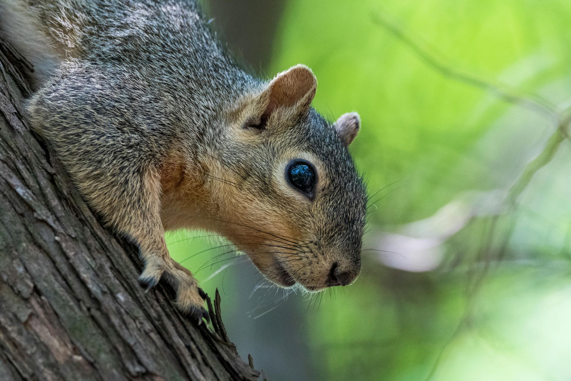 Squirrel trapped in a rusty metal cage, looking out with brown and white fur.