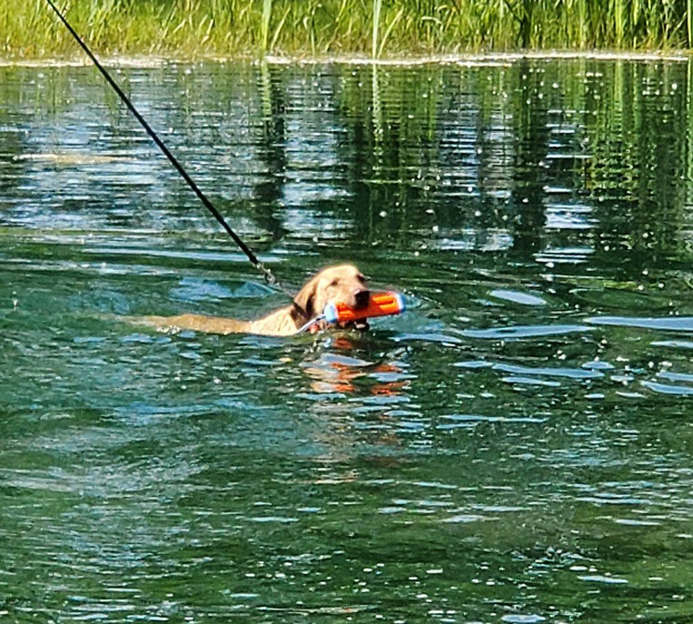 Dog Doing Swim Training — Freeland, MI, — Windy Acres Kennels