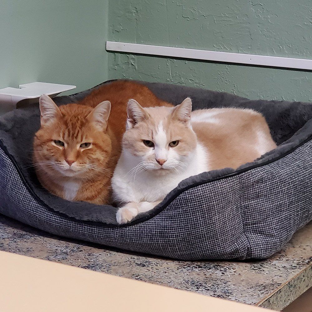 Two Cats — Freeland, MI, — Windy Acres Kennels