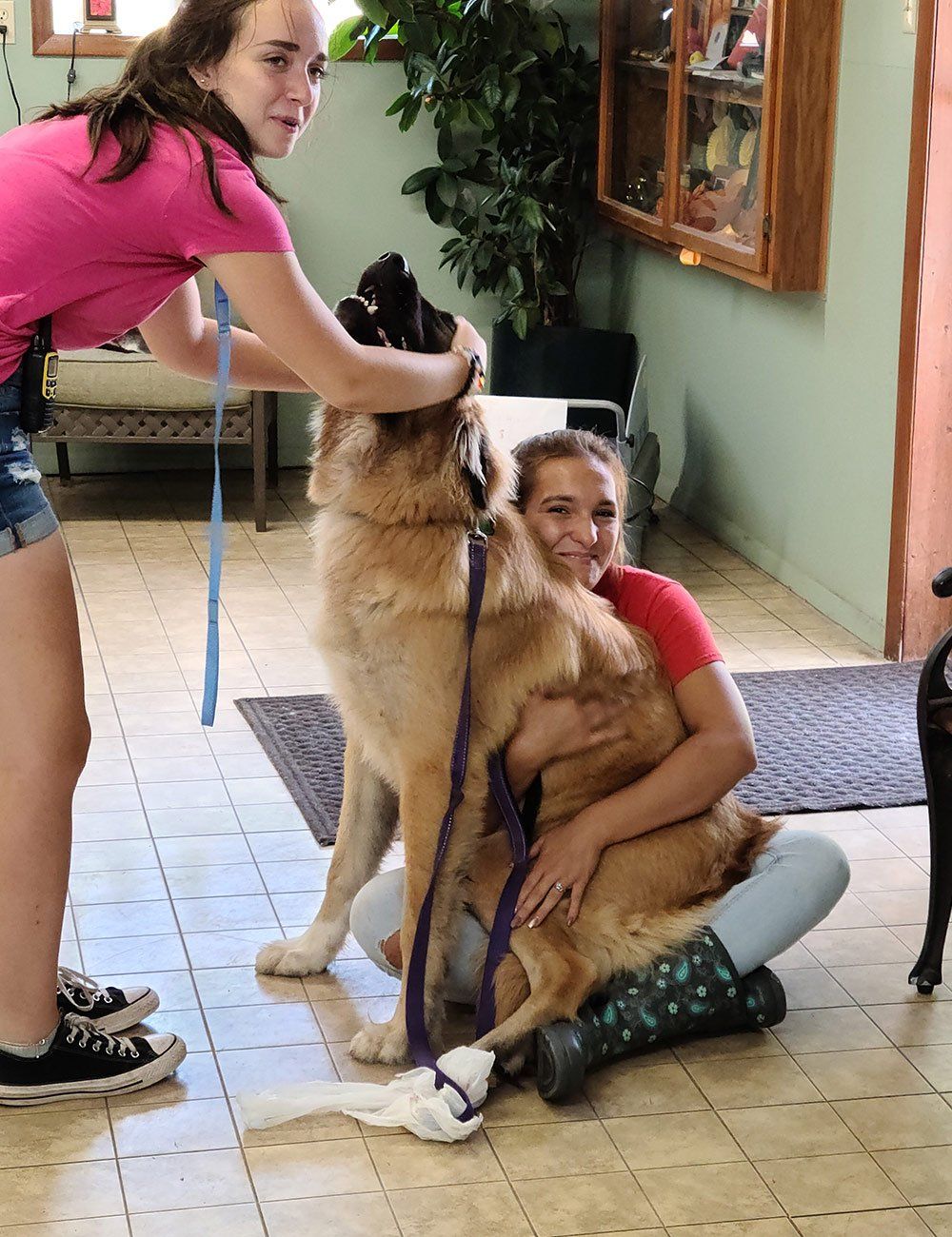 Petting A Dog — Freeland, MI, — Windy Acres Kennels Petting A Dog — Freeland, MI, — Windy Acres Kennels