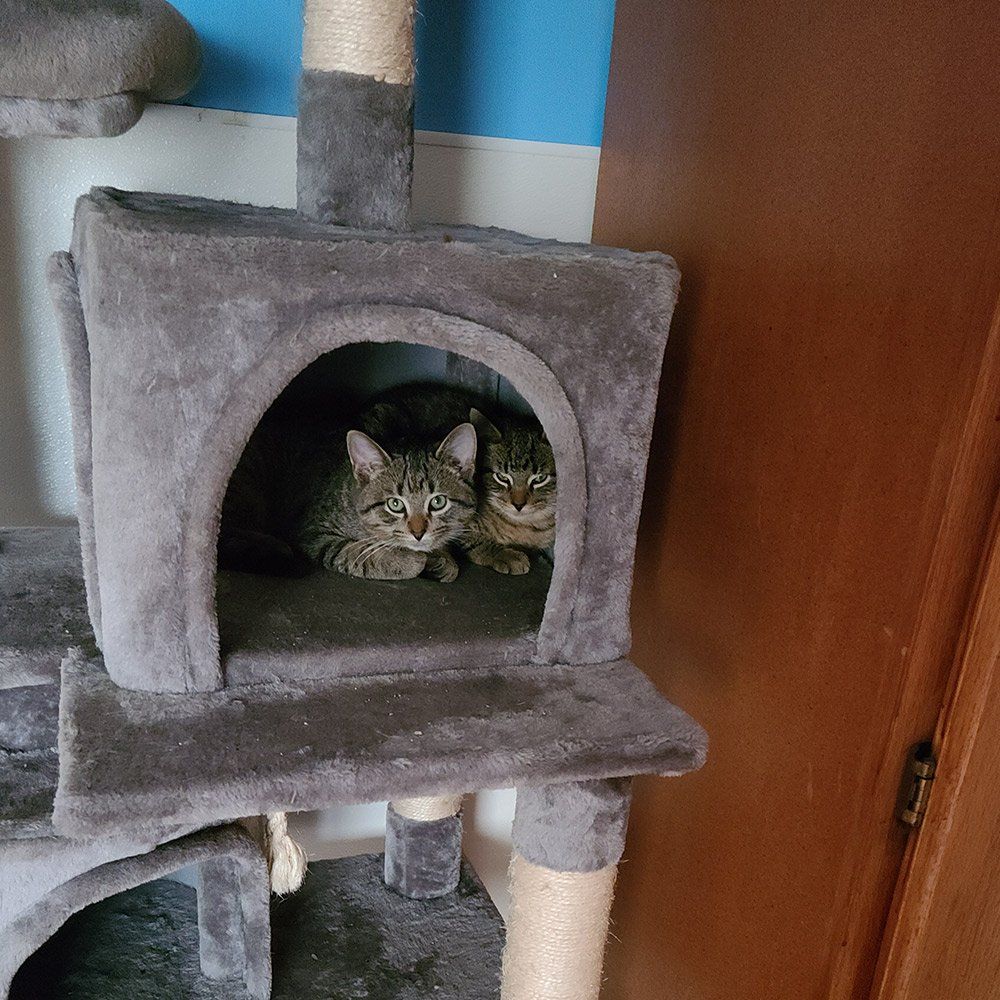 Cats Hiding — Freeland, MI, — Windy Acres Kennels