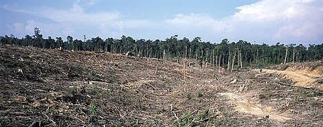 Land clearing prior to construction