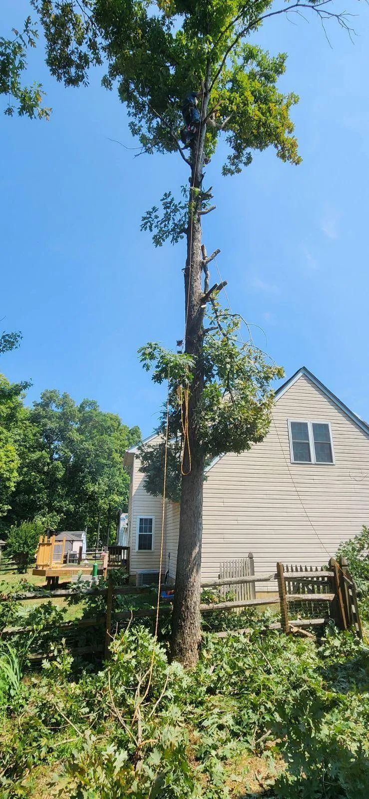 tree trimming in Calvert County MD