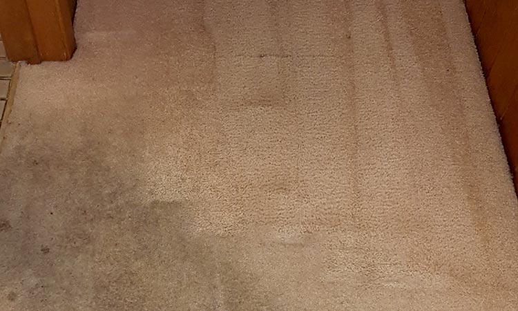 Carpet cleaning — Business Cleaners in Mulwala, NSW